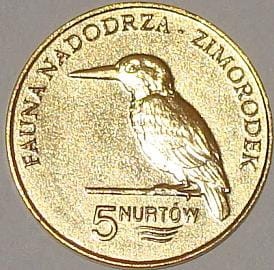 Kołbaskowo - 5 Nurtów / 2009 r. -  Zimorodek